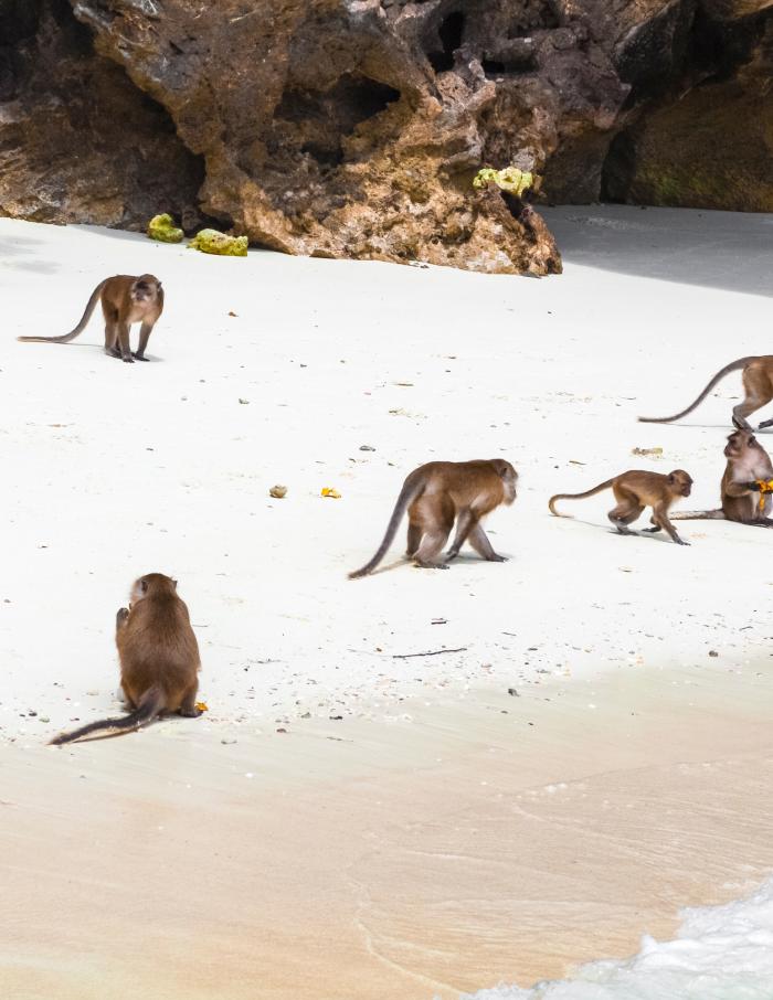Monkey Beach