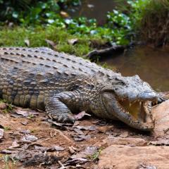 Amo Chhu Crocodile Breeding Centre