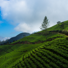 Nuwara Eliya - Sri Lanka
