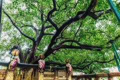 Bodhi Tree (Replica), Sarnath